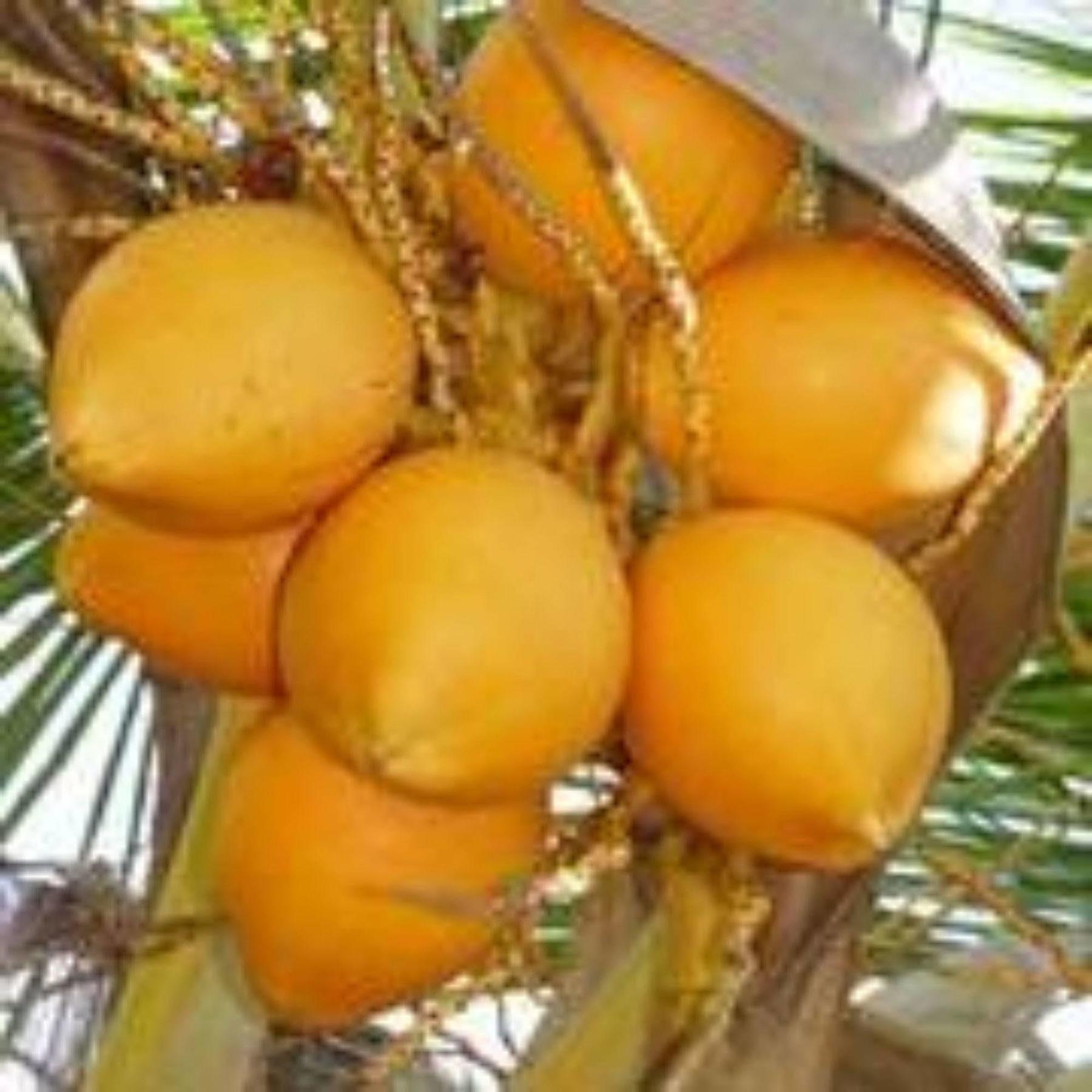 Masaaree Boutique Hotel Maafushi Esterno foto